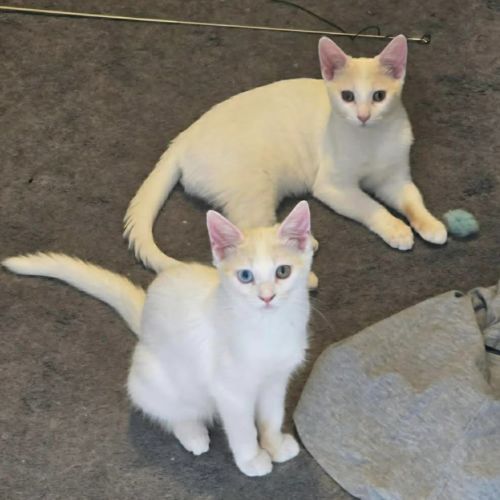 Sox & Chromia  - Domestic Short Hair (DSH) Cat