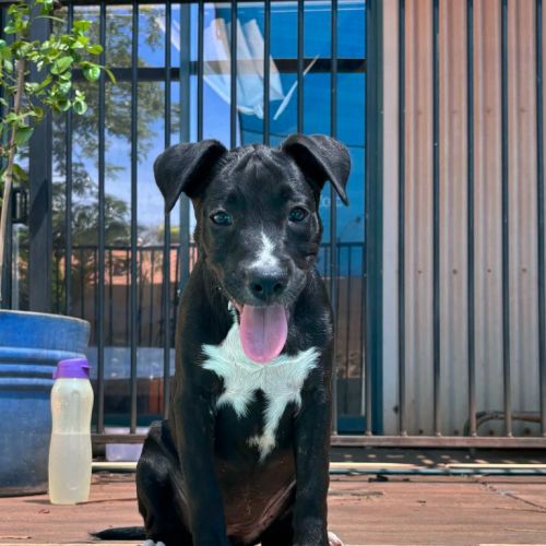 Bowie - American Staffordshire Terrier x Mixed breed Dog