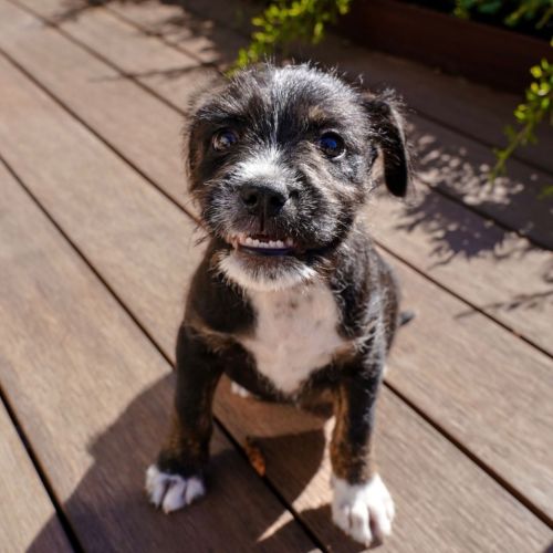 Bugsy - Mixed breed Dog