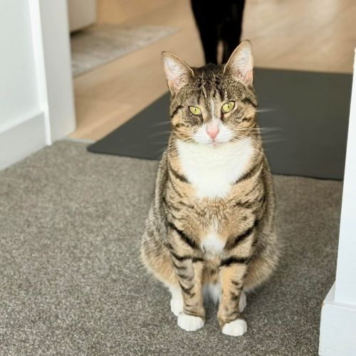 Flo  - Domestic Short Hair (DSH) Cat
