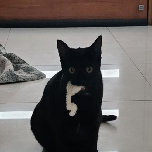 Bailey - Domestic Short Hair (DSH) Cat