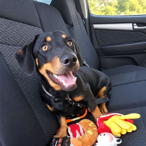 Echo - Dachshund Dog