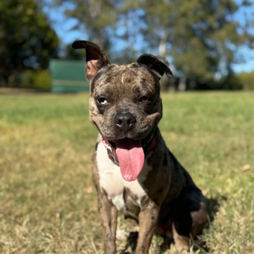 Koda - French Bulldog x Staffordshire Bull Terrier Dog