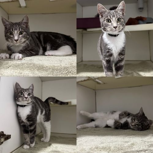 Grogu - Domestic Short Hair (DSH) Cat