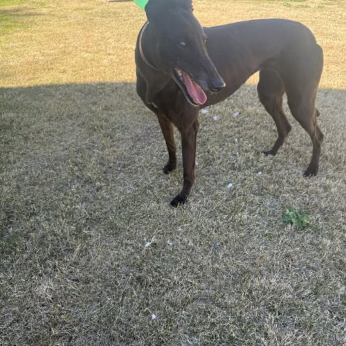 Ramirez - Greyhound Dog