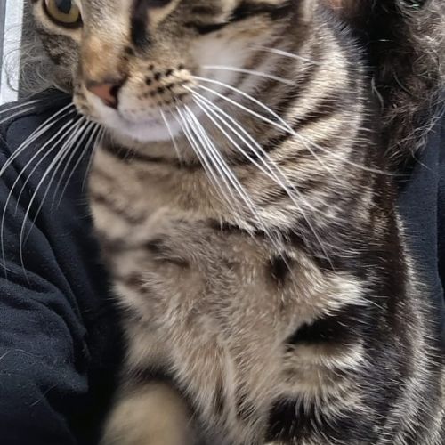 Murphy - Domestic Short Hair (DSH) Cat