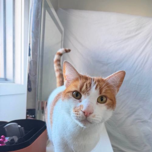 Monsieur Mason - Domestic Short Hair (DSH) Cat