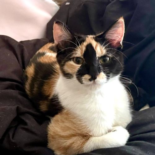 Jj Moo - Domestic Short Hair (DSH) Cat