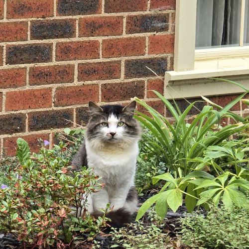 Romeo - Domestic Short Hair (DSH) Cat