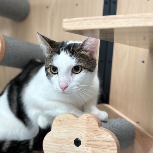Mr Meowgi - Domestic Short Hair (DSH) Cat