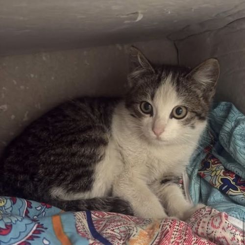 Smoochie - Domestic Short Hair (DSH) Cat
