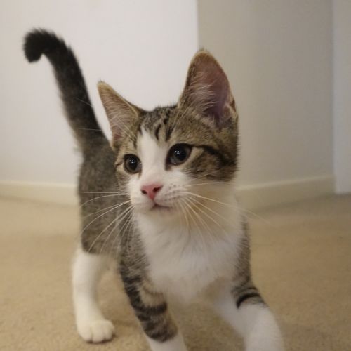 Timone - Domestic Short Hair (DSH) Cat