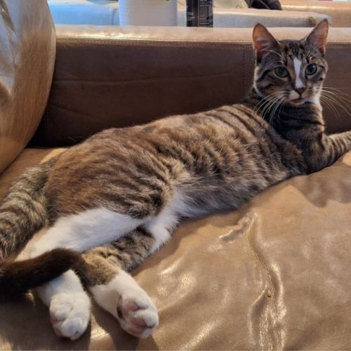 Ceasar  - Domestic Short Hair (DSH) Cat