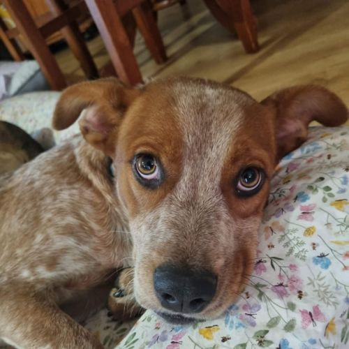 Robby - Australian Cattle Dog