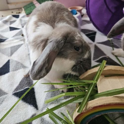 Thumper - Lop Eared Rabbit