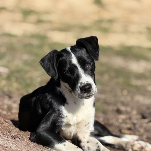 Tails - Australian Cattle Dog x Border Collie Dog