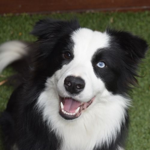 Nala - Border Collie Dog