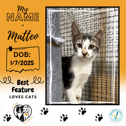 Matteo - Domestic Short Hair (DSH) Cat