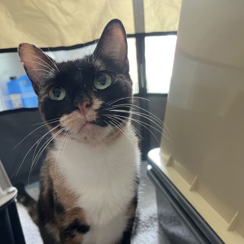 Maple - Domestic Short Hair (DSH) Cat
