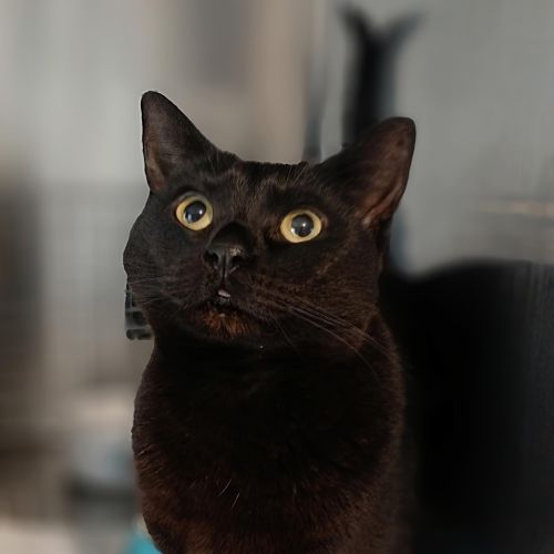 Inka - Domestic Short Hair Cat