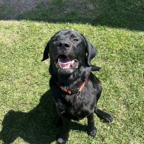 Tars  - Labrador Retriever Dog
