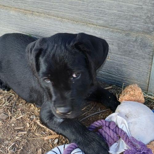 Theo (gray Collar) - Irish Wolfhound x Labrador Retriever Dog