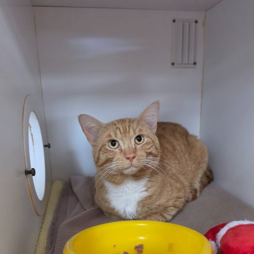 Puggle - Domestic Short Hair (DSH) Cat