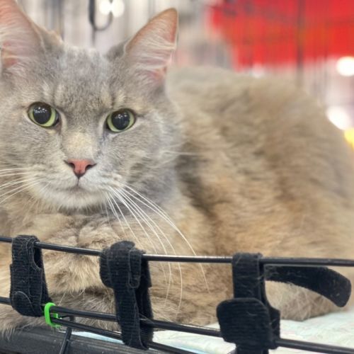 Coco - Domestic Long Hair (DLH) Cat