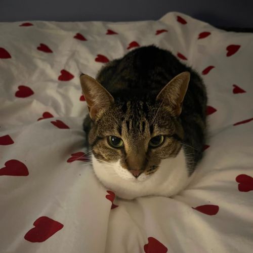 Winnie - Domestic Short Hair Cat