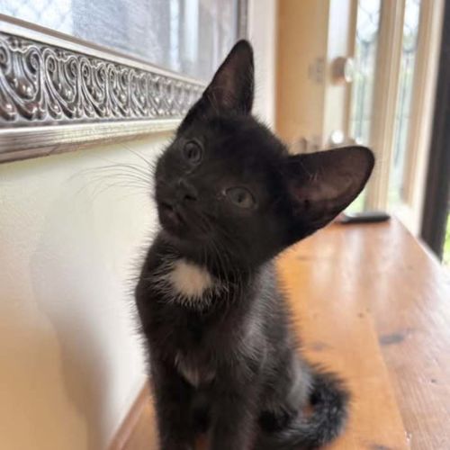 Toby - Domestic Short Hair (DSH) Cat