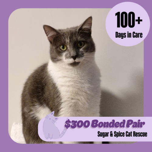 Squeak (+ Chirp) - Domestic Short Hair (DSH) Cat