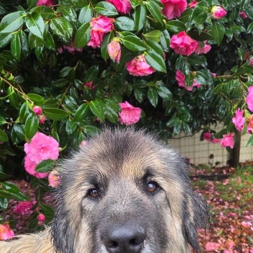 Hercules - Mixed breed x Sarplaninac x Mixed Breed Dog