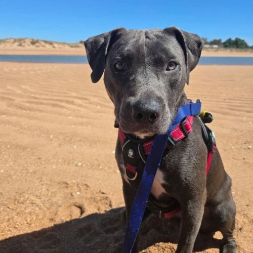 Bumble - American Staffordshire Terrier x Mixed breed Dog
