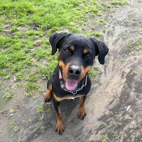 Kayla - Rottweiler Dog