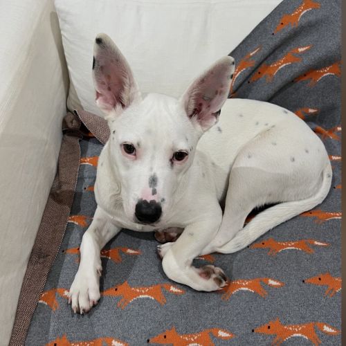 Niko - Australian Cattle Dog