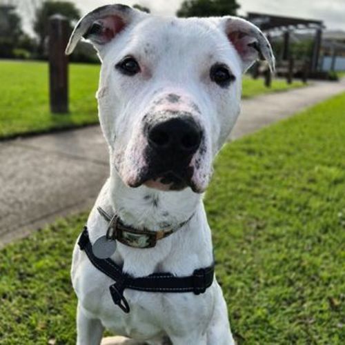Joey - American Staffy Dog