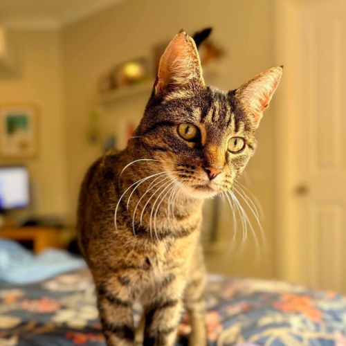 Ricky - Domestic Short Hair (DSH) Cat