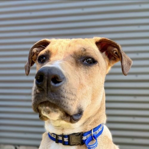Timmy - 1 Year Old Mastiff X - Mastiff Dog