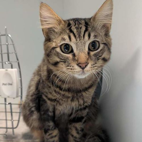 Raisin - Domestic Medium Hair (DMH) Cat