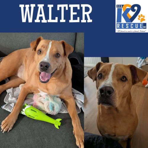 Walter - Labrador Retriever Dog