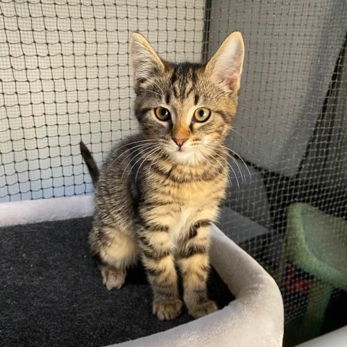 Fudge - Domestic Short Hair (DSH) Cat