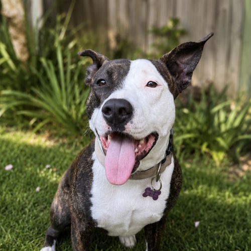 Lily - Staffordshire Bull Terrier Dog