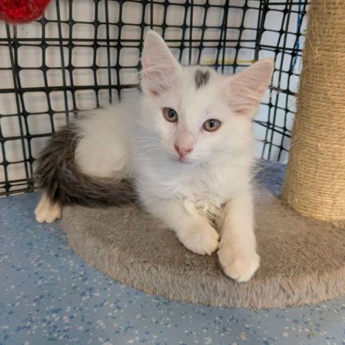 Captain Fantastic - Domestic Long Hair (DLH) Cat