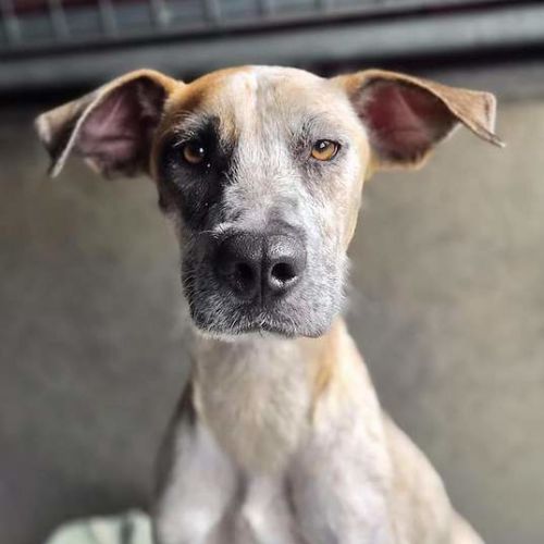 Charlotte - Mastiff Dog