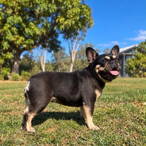 Lola - French Bulldog