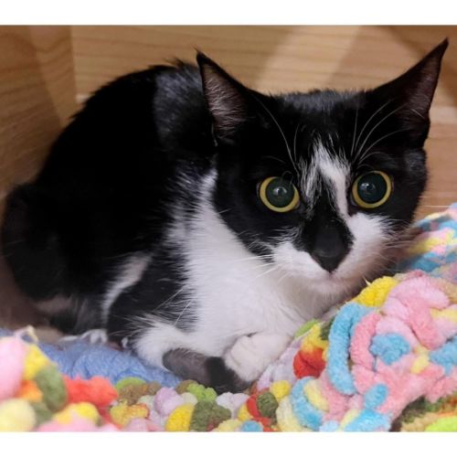 11927 - Pasta - Domestic Short Hair (DSH) Cat