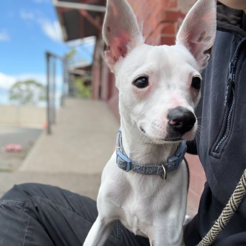 Burrito - Jack Russell Terrier Dog