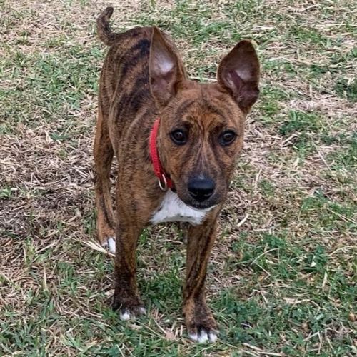 Candy - Mixed breed Dog