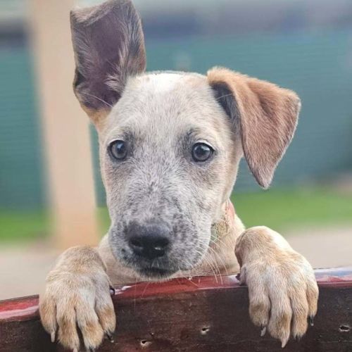 Ochre - Australian Cattle Dog