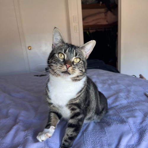 Naruto - Domestic Short Hair (DSH) Cat